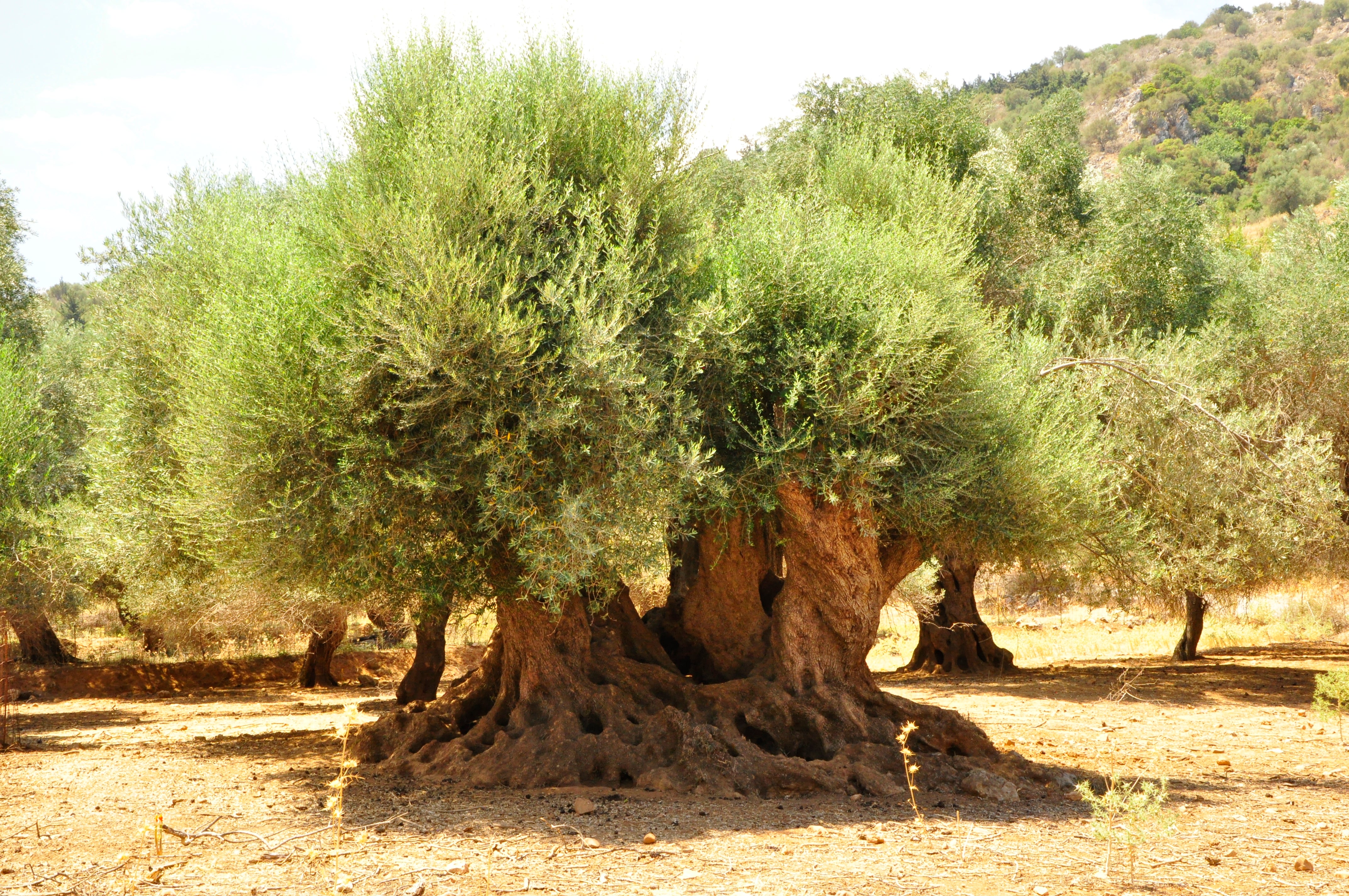 Operation Watertight 2 - What's the Story?