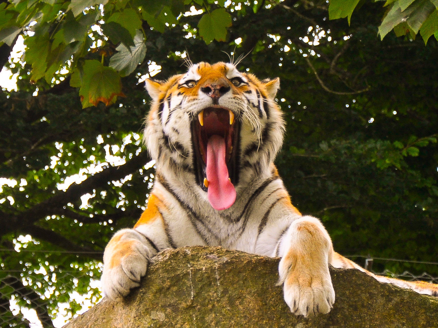 From Olives to Tigers: How Our Barrels Found a Wild New Life