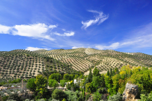 The Olive Tree: From Flower to Harvest