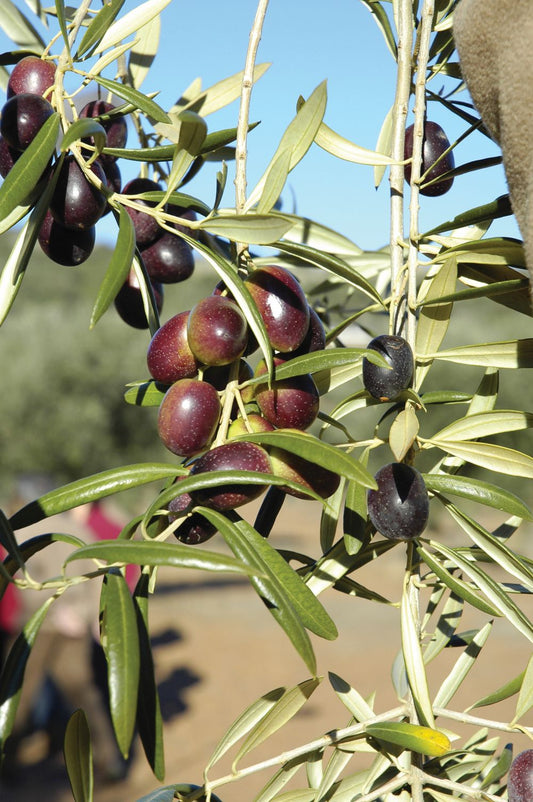 What is an Olive?  What is its history?