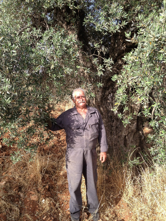 An Olive farmer by an ancient Olive tree