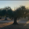 All About Olives