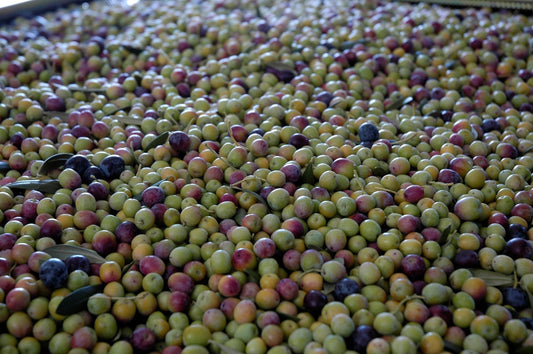 A large amount of olives ready for pressing into Extra Virgin Olive Oil