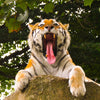 From Olives to Tigers: How Our Barrels Found a Wild New Life