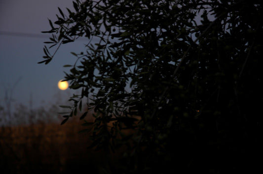 Birds and the Olive Harvest: How Are Our Olives Picked?