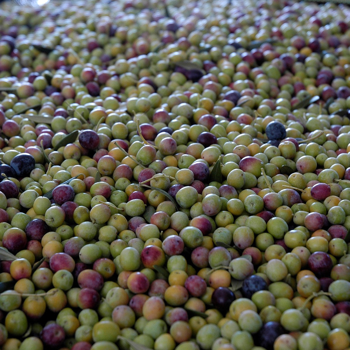 Extra Virgin Olive Oil