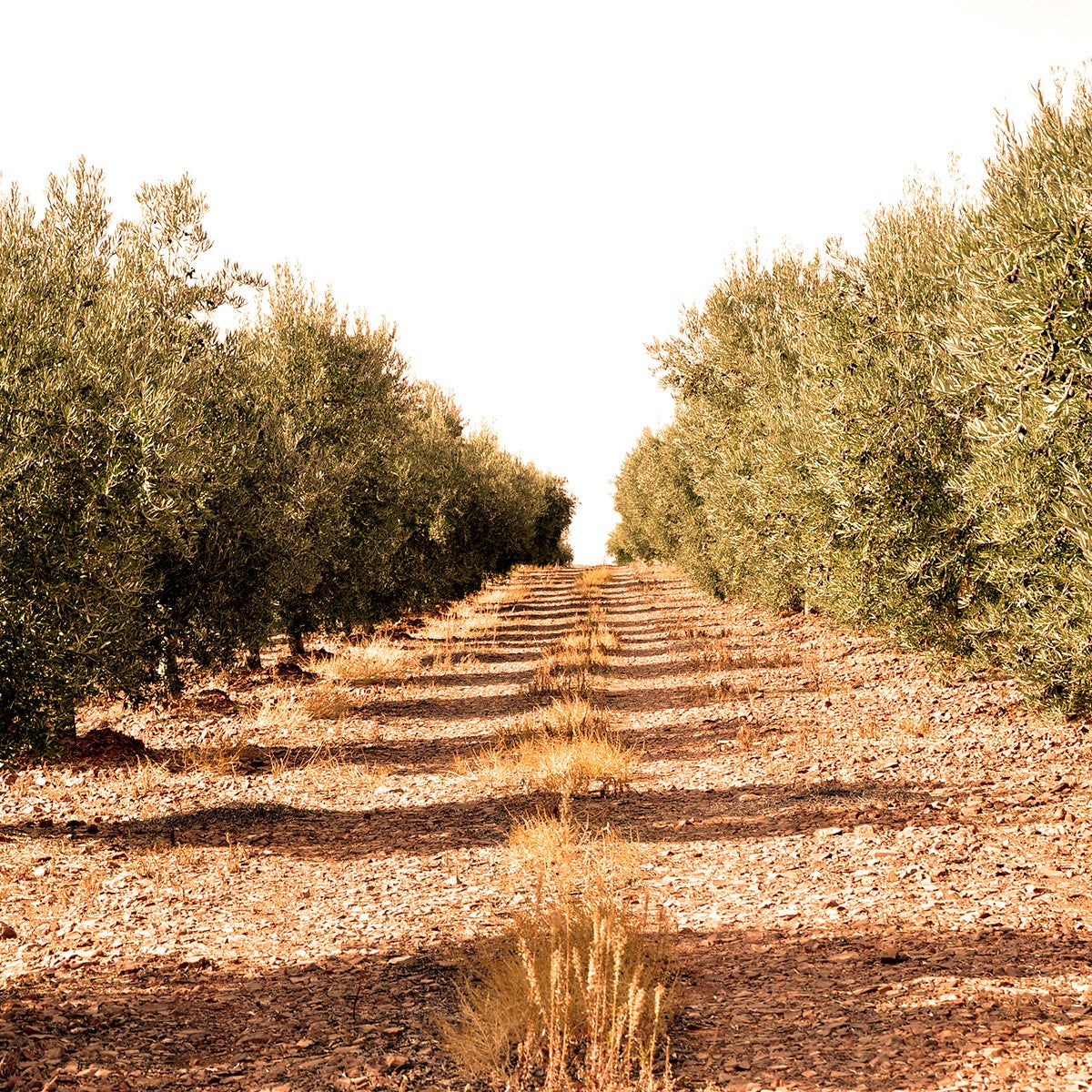 a line of olive trees