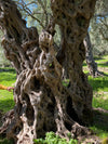 Close-up of a textured olive tree trunk with intricate patterns