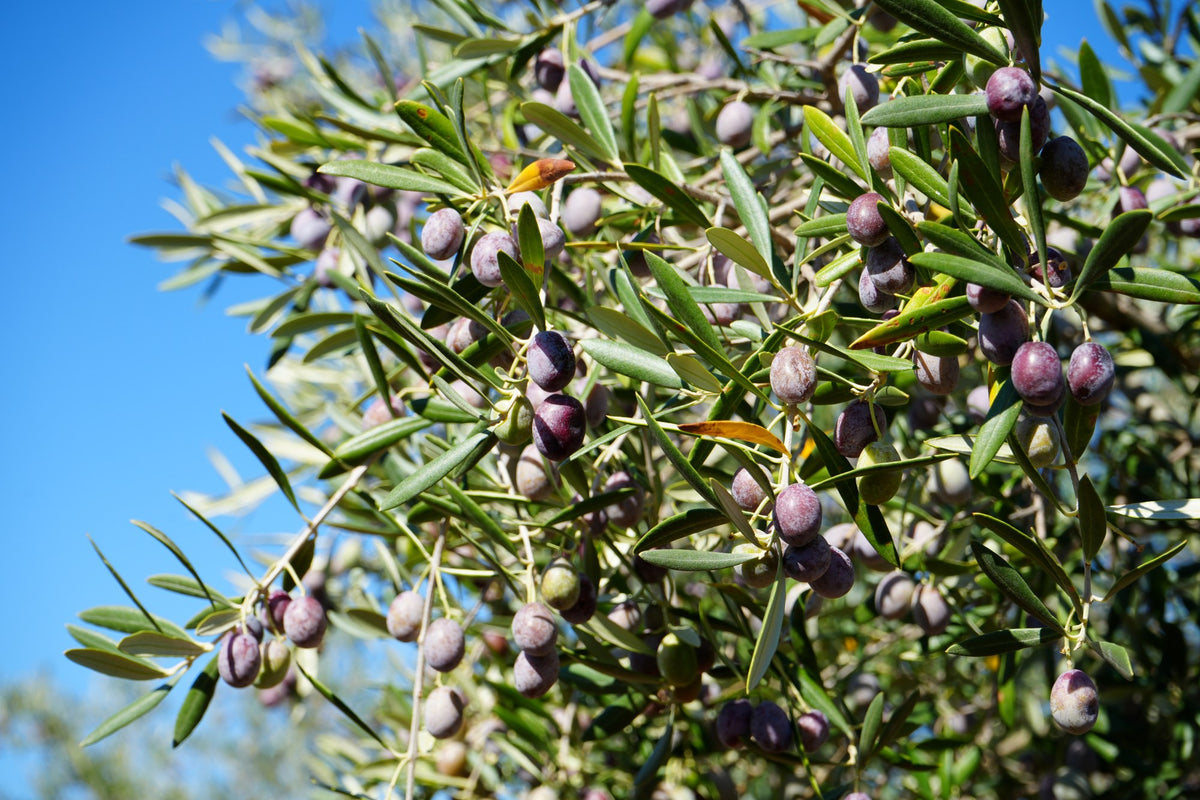 Olive harvest at Naturvie in Extremadura, where our House Extra Virgin Olive Oil is produced