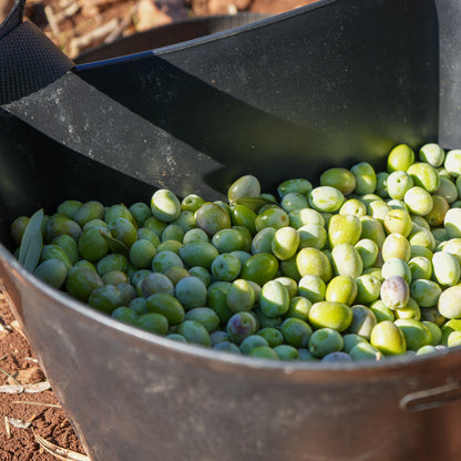 Freshly harvested olives in a picking tub