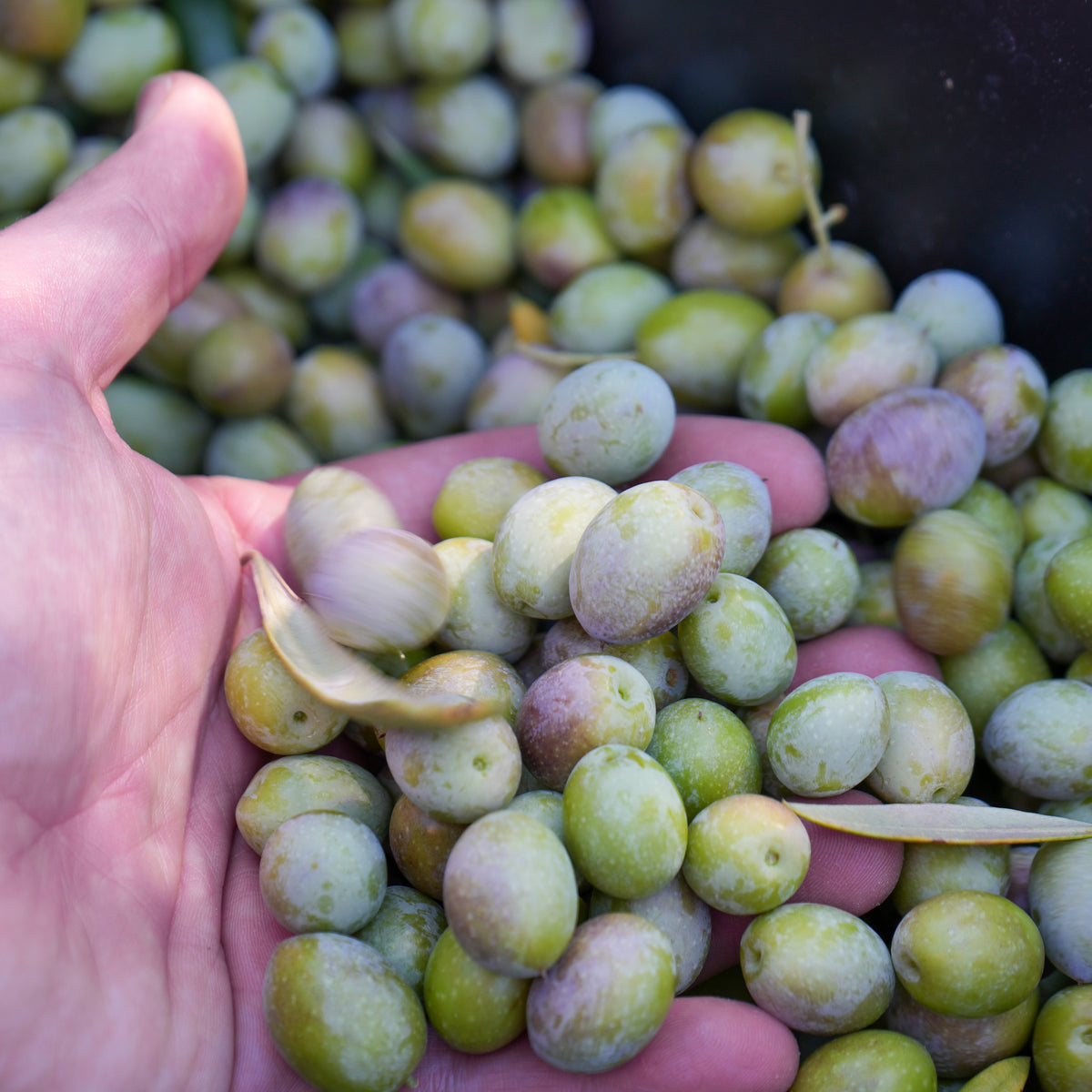 A handful of freshly harvested green and purple olives