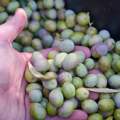 A handful of freshly harvested green and purple olives
